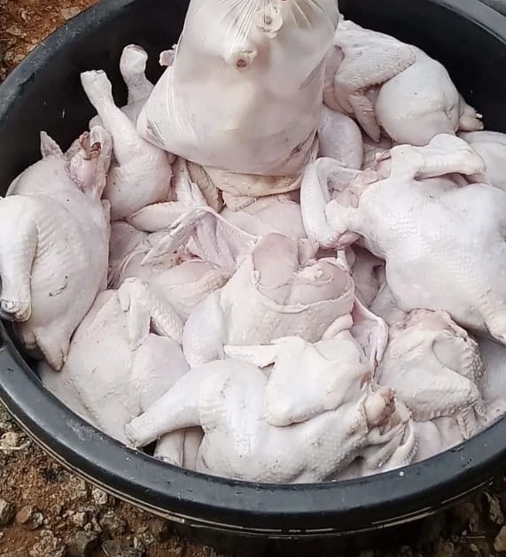 Dressed chickens in a tub