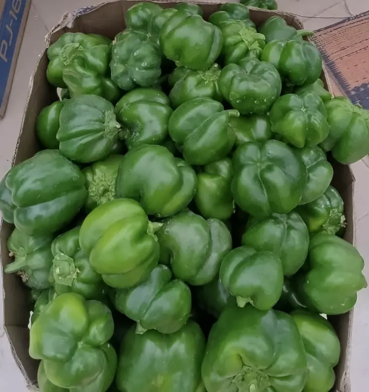 A box of freshly picked green bell peppers