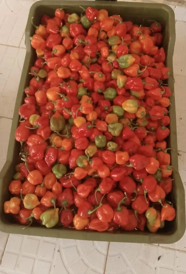 A crate of freshly picked red and orange habanero peppers