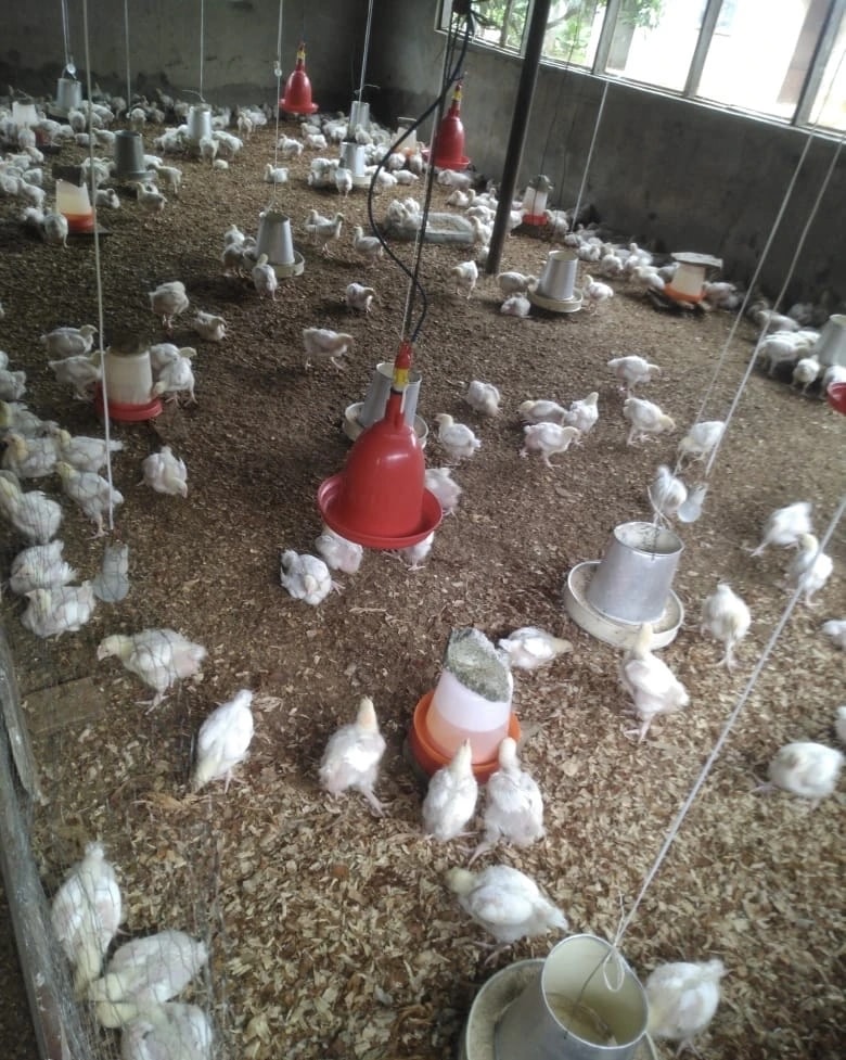 Chickens on the farm in a poultry house