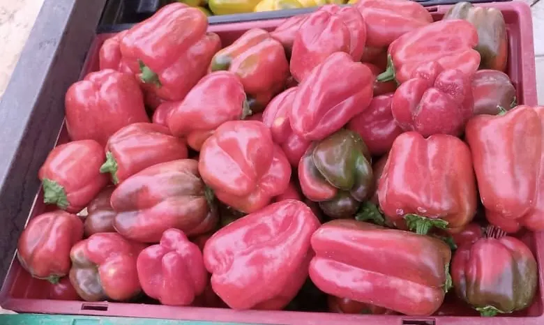 A crate of freshly picked red bell peppers