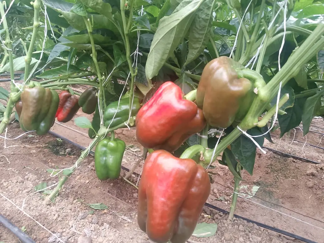 Red bell peppers ripening on the plant