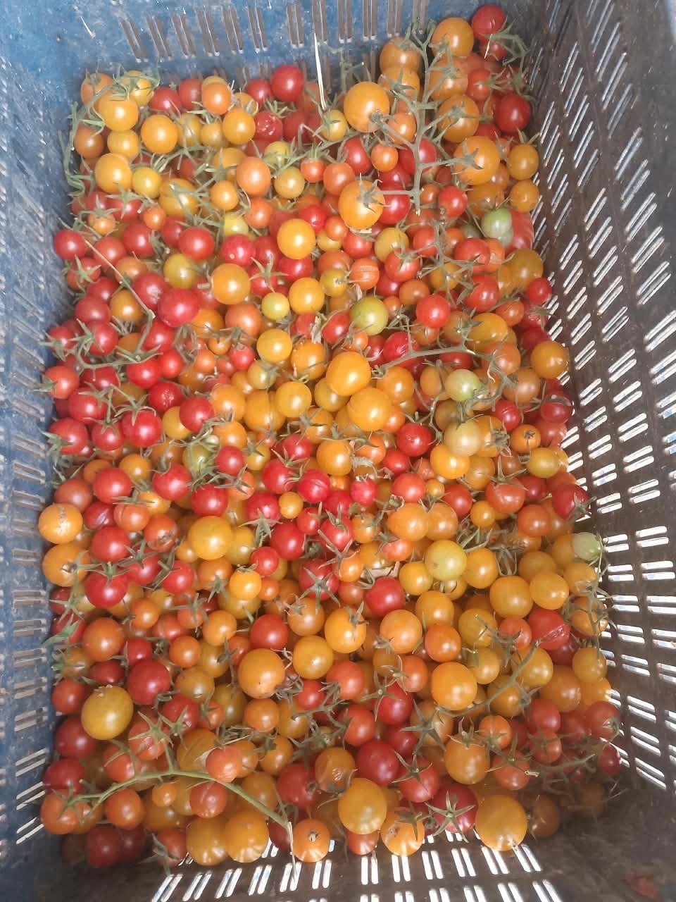 A crate of freshly picked tomatoes