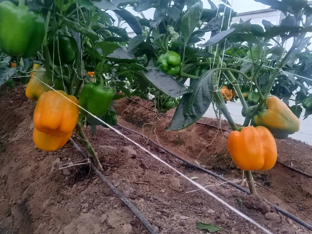 Yellow bell peppers ripening on the plant